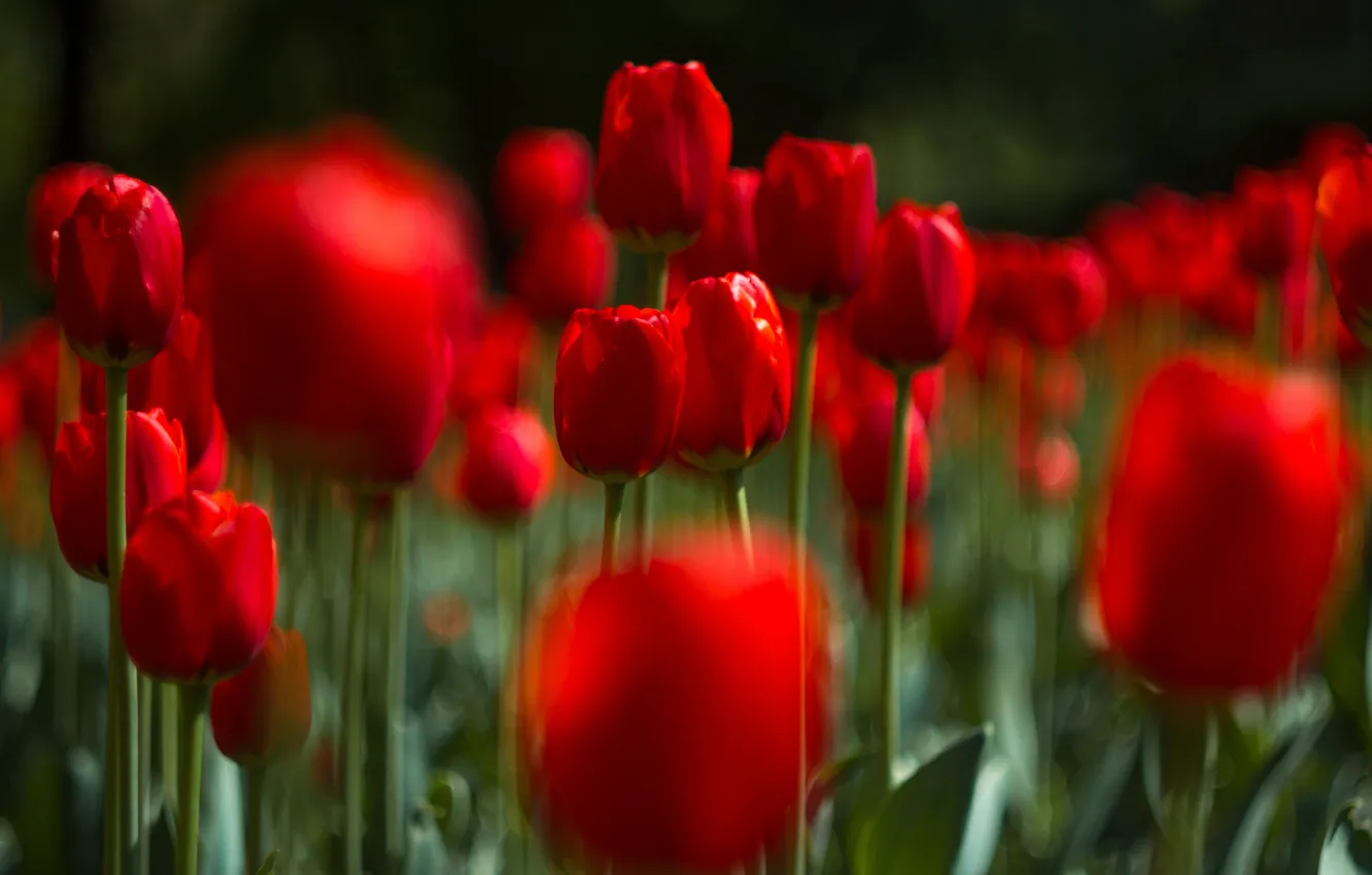 Фото обои цветы, размытие, тюльпаны, красные, много, боке