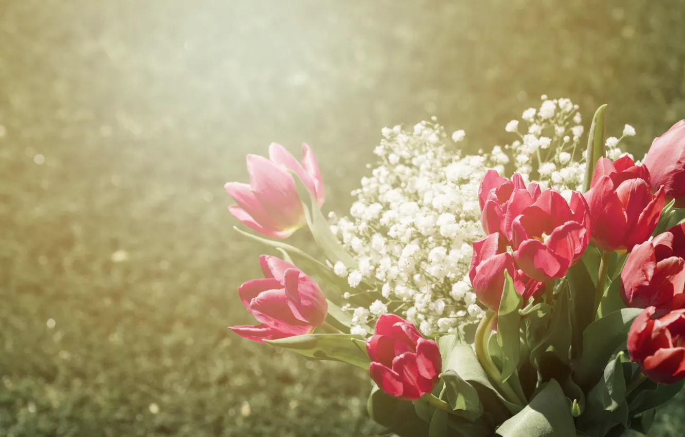 Фото обои свет, цветы, поляна, букет, весна, тюльпаны, красные, дымка