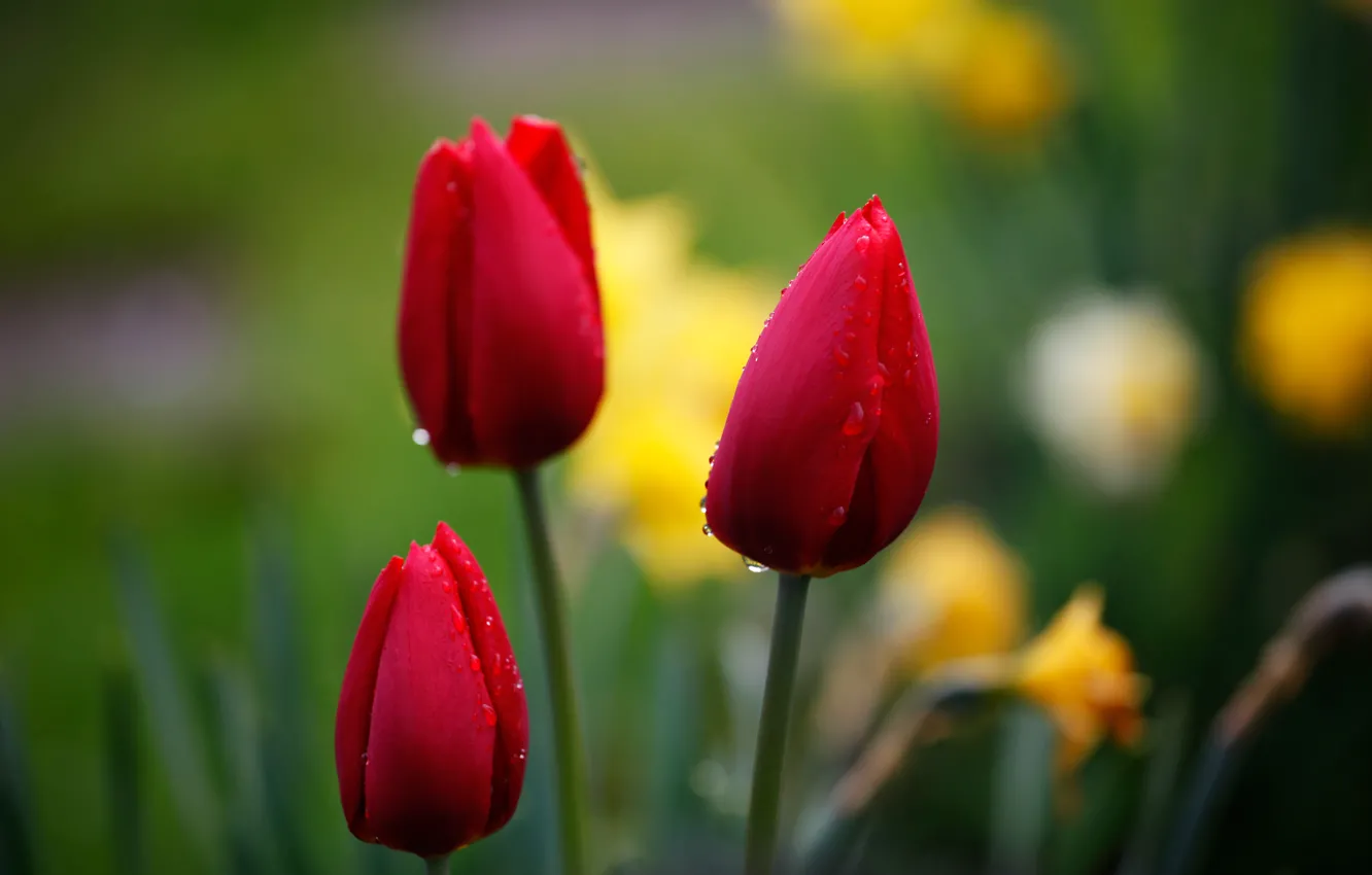 Фото обои капли, макро, цветы, красный, природа, фон, фокус, Тюльпаны