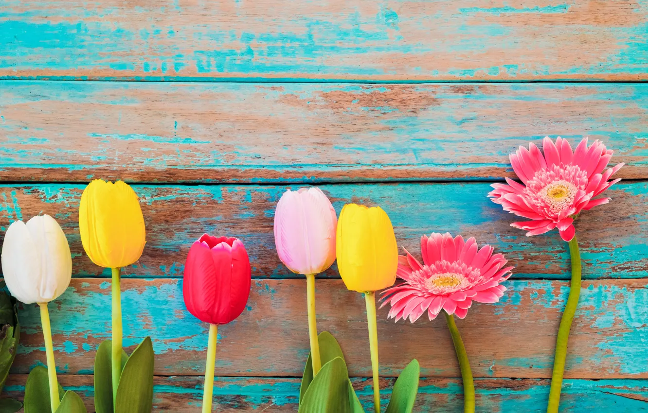 Фото обои цветы, весна, colorful, тюльпаны, герберы, wood, flowers, tulips