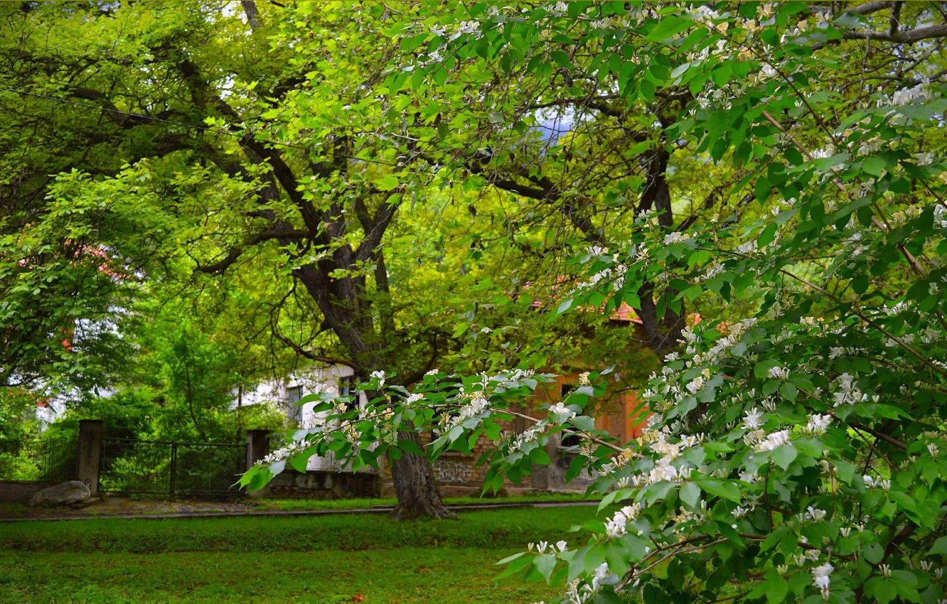 Фото обои Весна, Деревья, Парк, Park, Spring, Цветение, Trees, Flowering