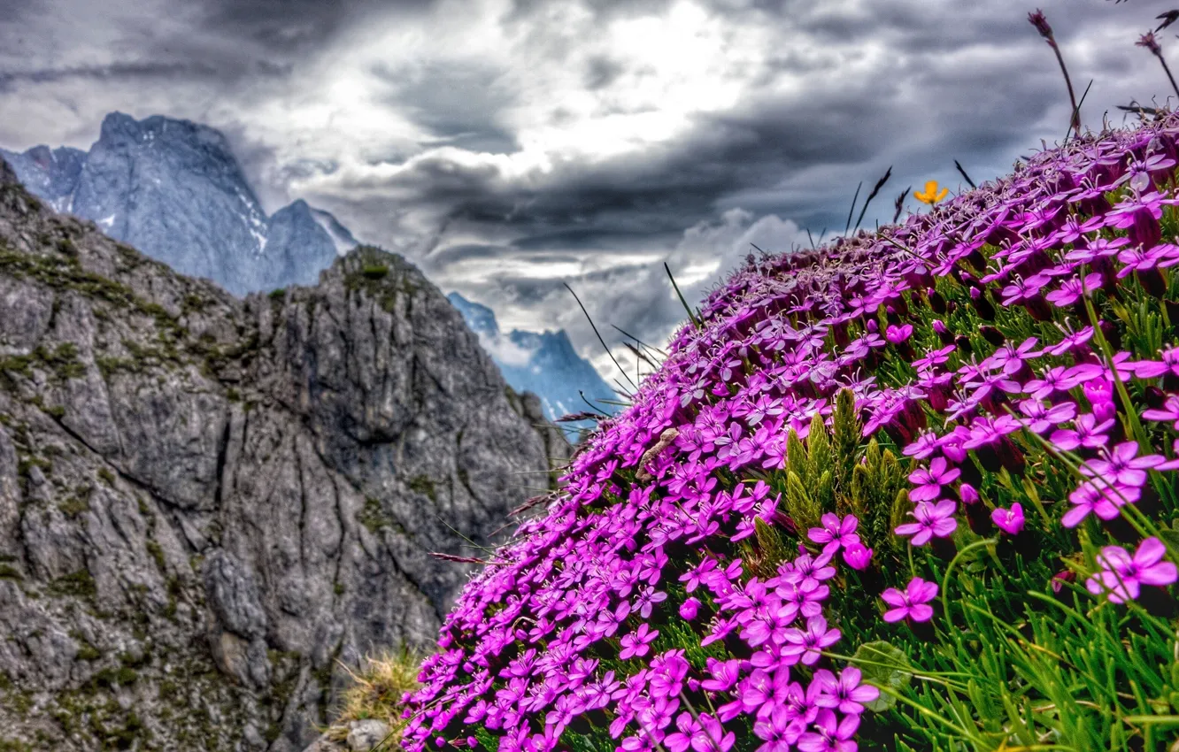 Фото обои цветы, горы, Австрия, Альпы, Austria, Alps