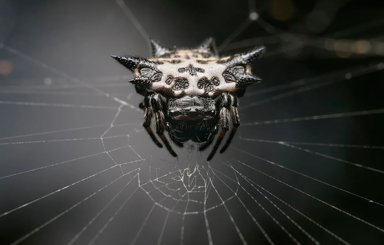 Фото обои spider, monster, web, arachnid