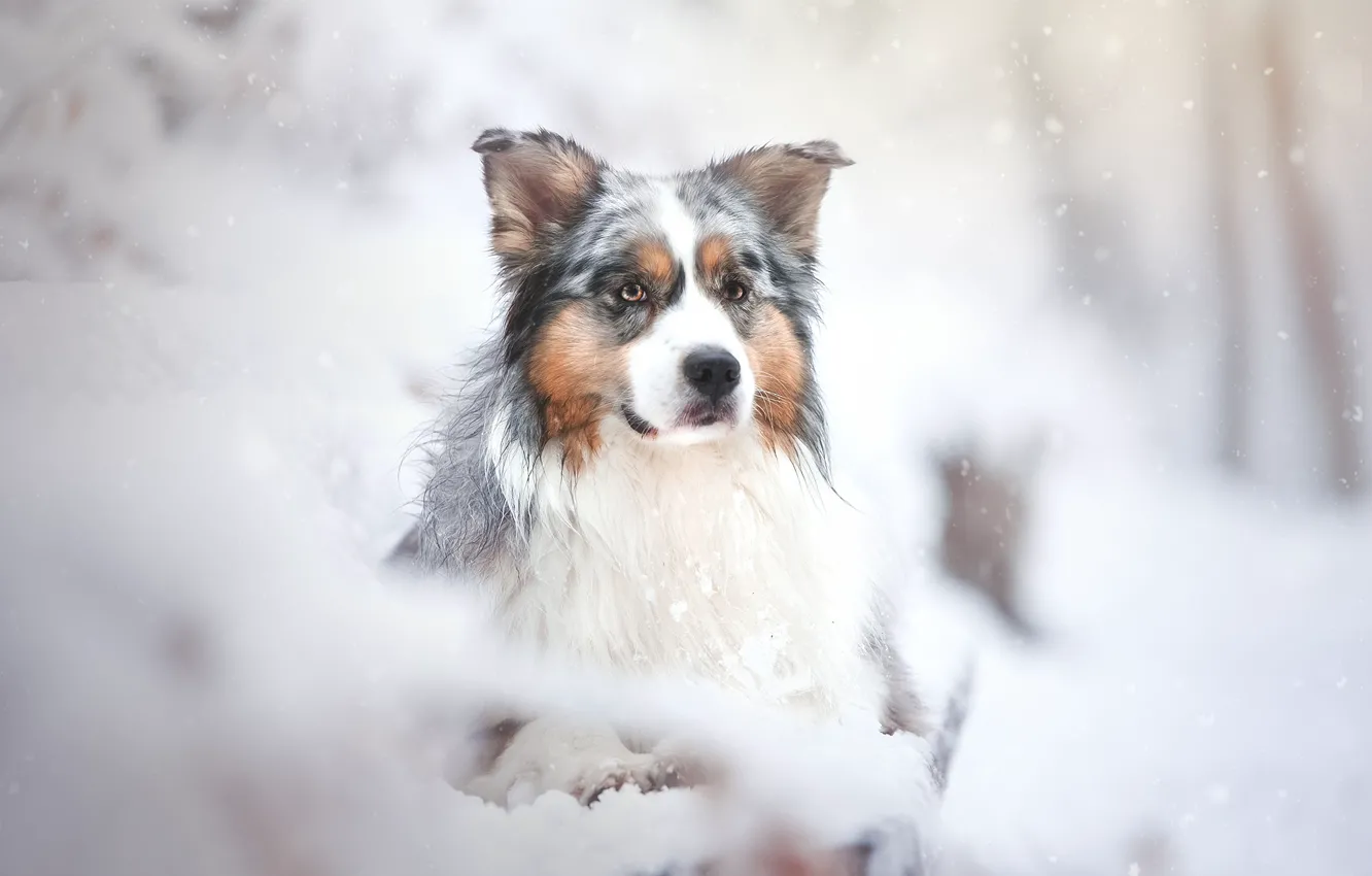 Фото обои взгляд, снег, портрет, собака, Австралийская овчарка, Аусси