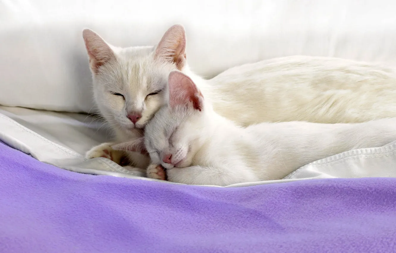 Фото обои кошка, котенок, белые, спят, лежат