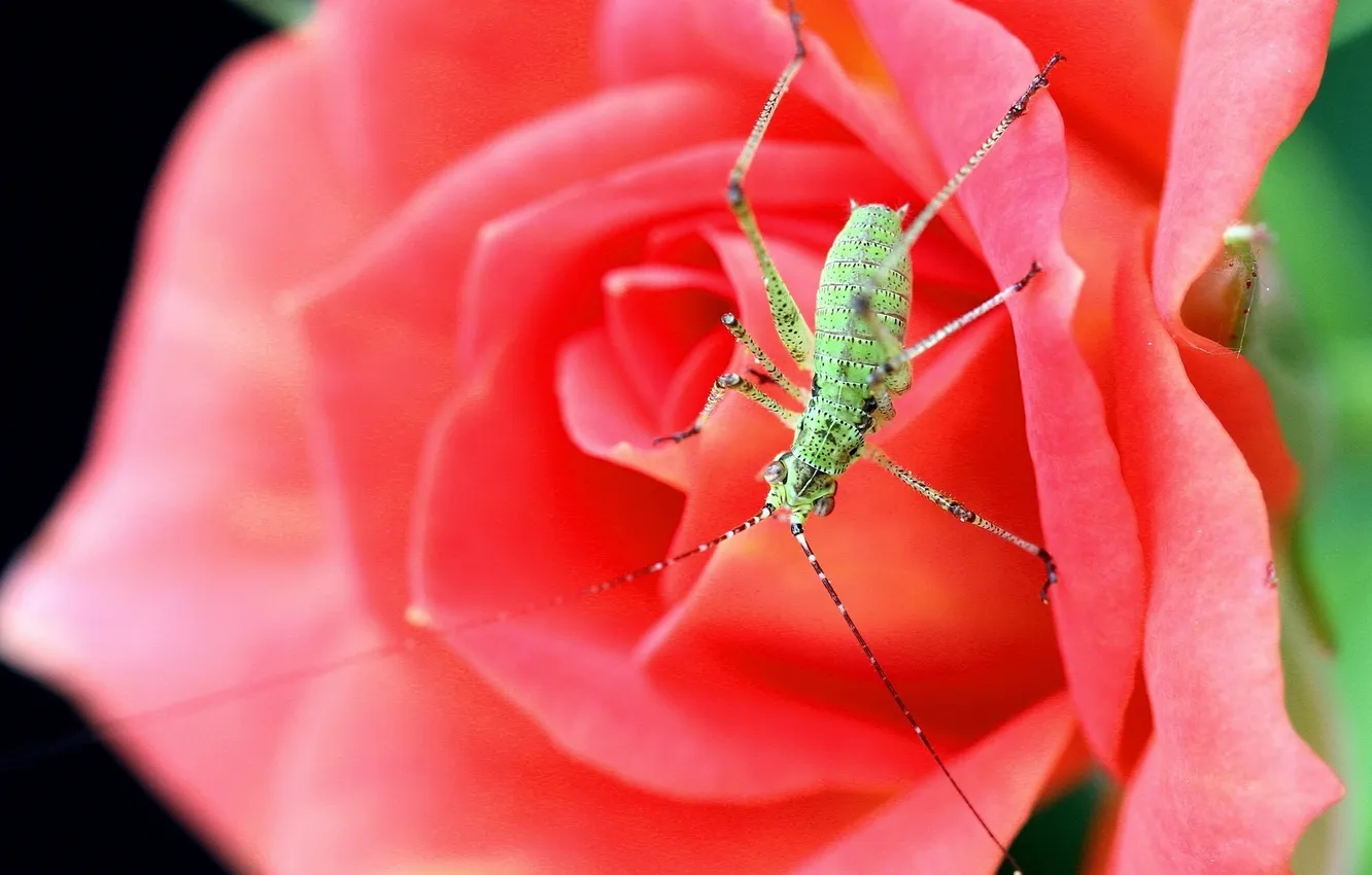 Фото обои макро, роза, жук, насекомое