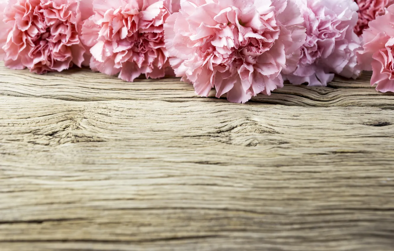 Фото обои цветы, лепестки, розовые, wood, pink, flowers, beautiful, гвоздики