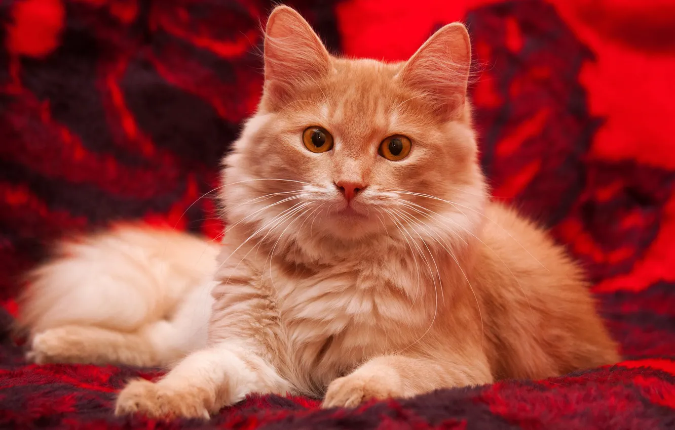 Фото обои кошка, кот, взгляд, красный, котенок, фон, пушистый, покрывало