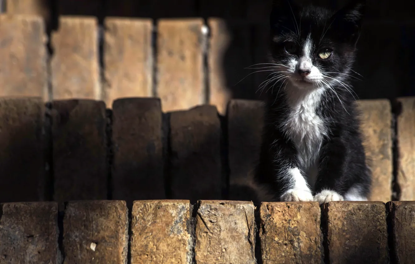 Фото обои кошка, взгляд, фон