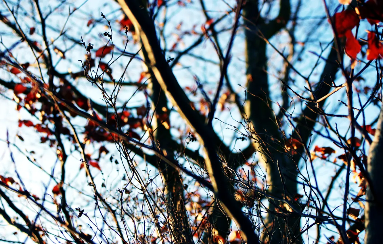 Фото обои осень, небо, ветки, дерево, солнечный день, последние листья