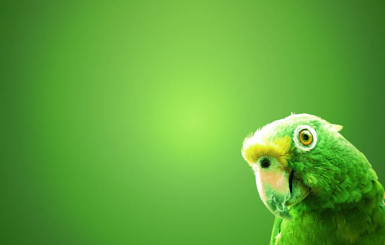 Фото обои зеленый, фон, птица, попугай
