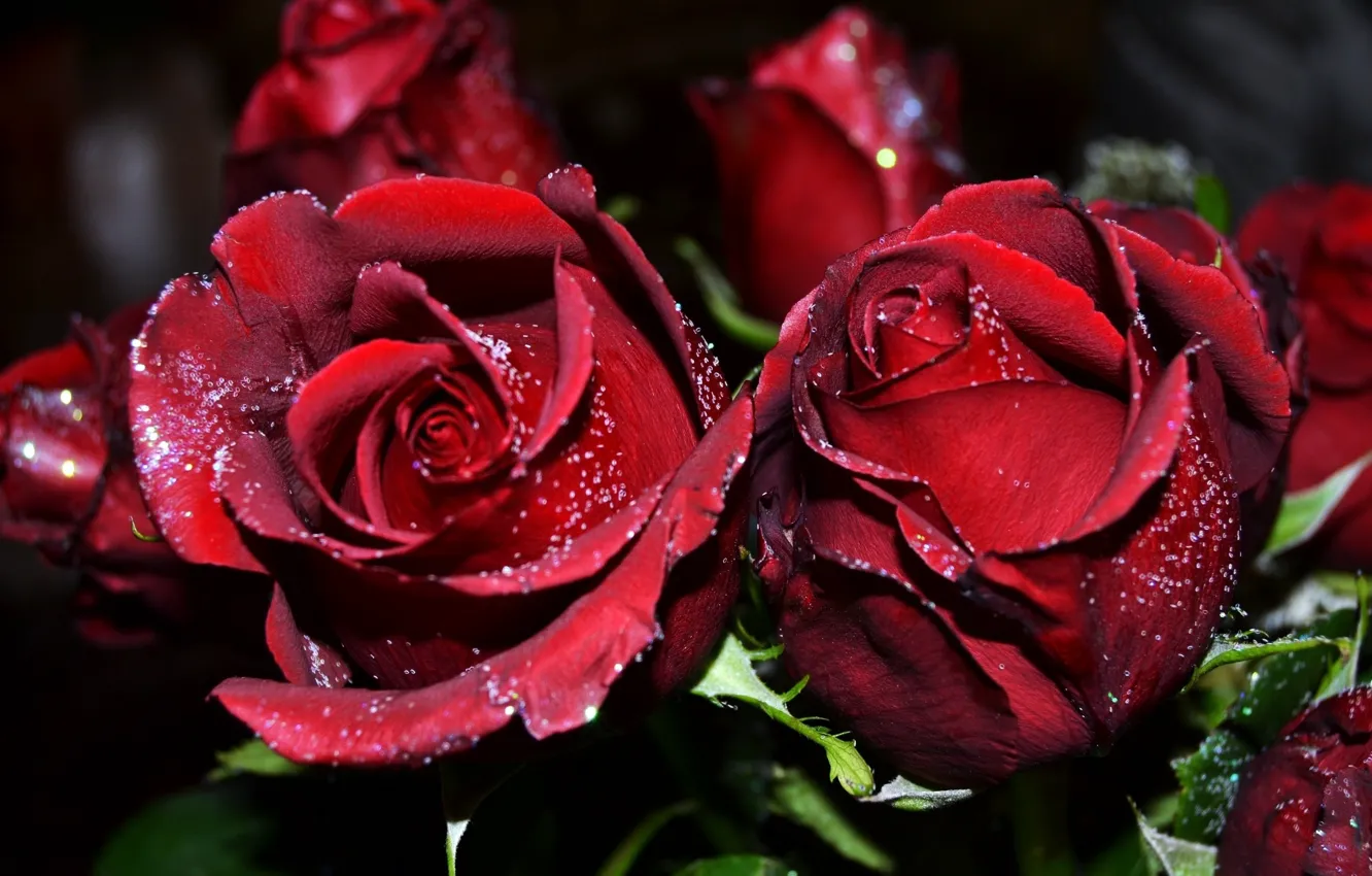 Фото обои капли, роса, розы, лепестки, бутоны, бордовые