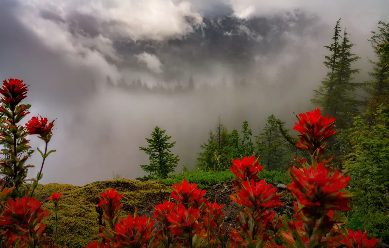 Фото обои лес, облака, цветы, туман, вид, красные
