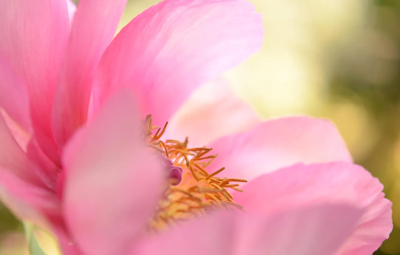 Фото обои цветок, макро, розовый