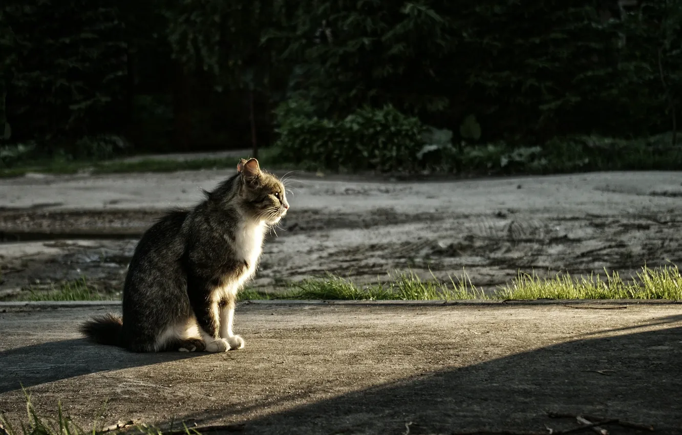 Фото обои кот, закат, сидит, photographer, глядит, Паша Иванов