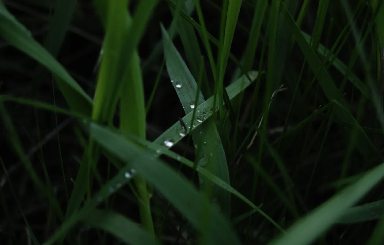 Фото обои трава, зеленый, вечер