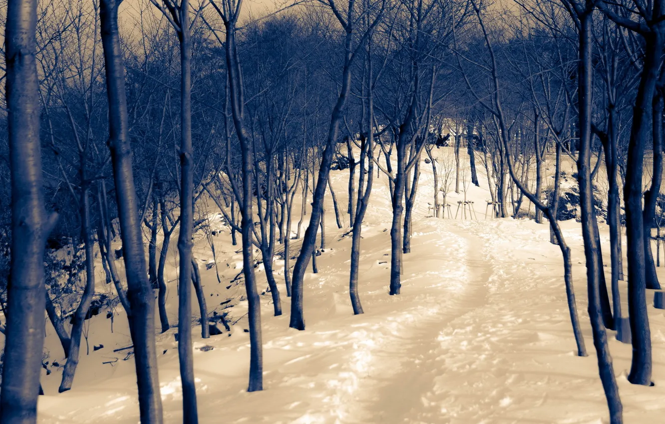 Фото обои зима, деревья, пейзаж, природа