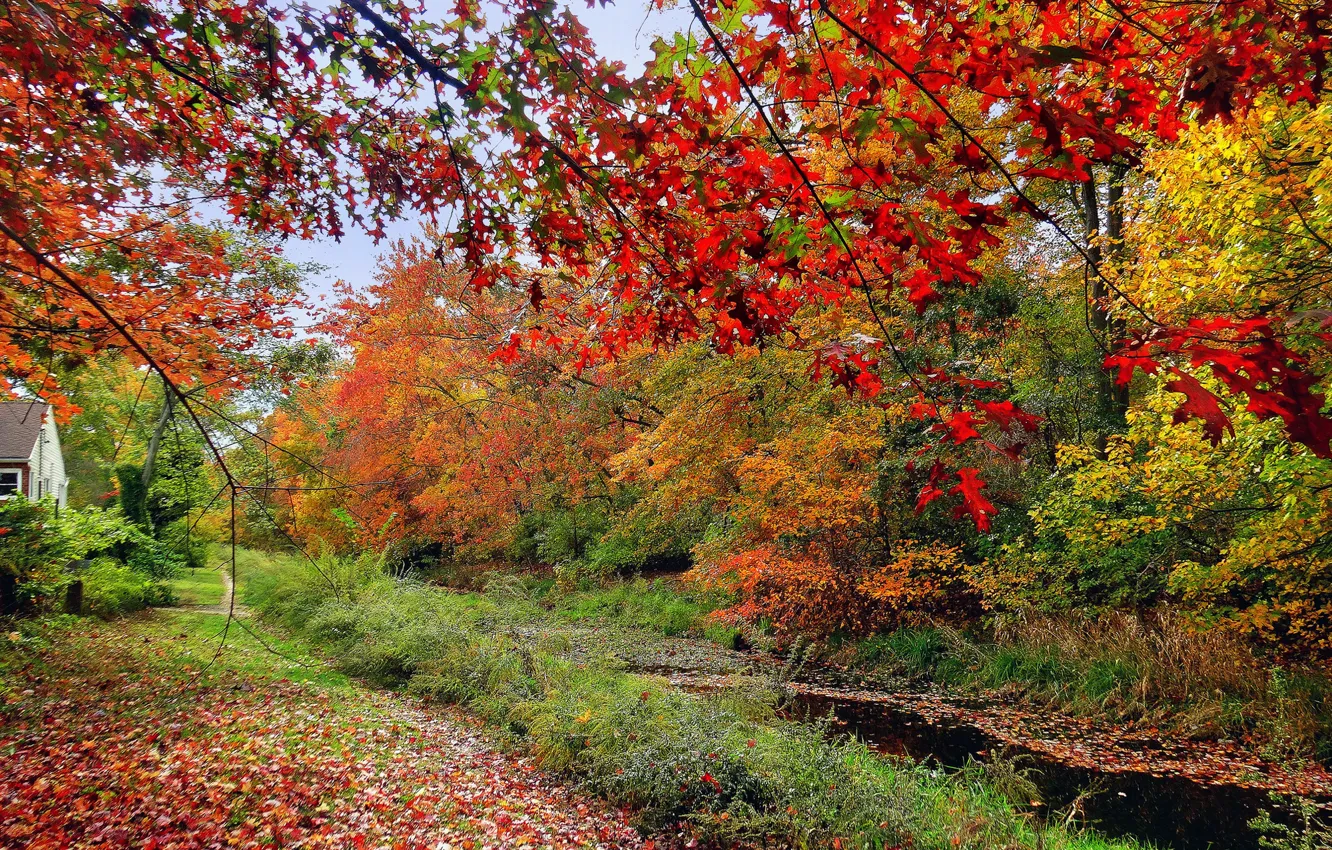 Фото обои осень, лес, трава, листья, деревья, дом, река, ручей