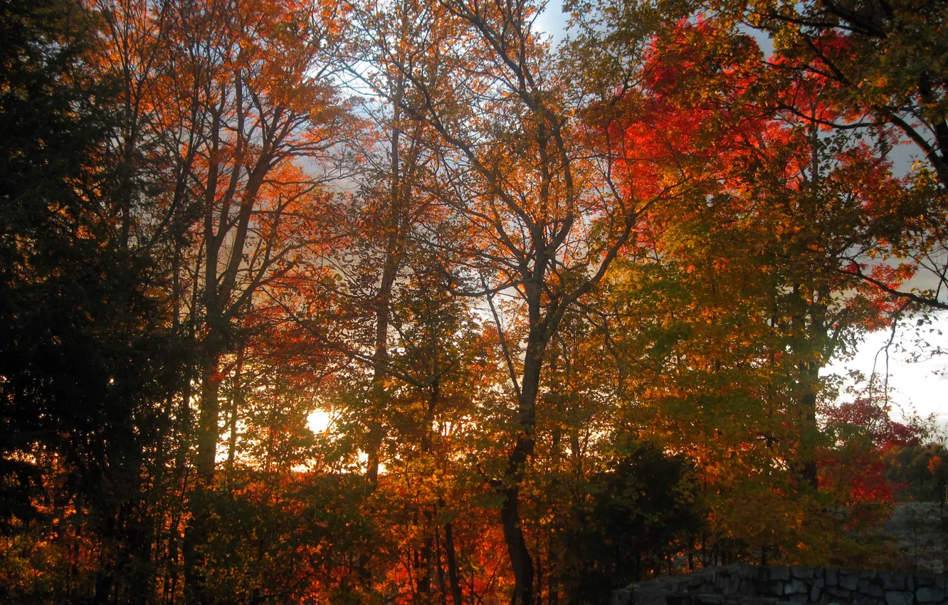 Фото обои осень, лес, деревья, закат, forest, Nature, trees, sunset