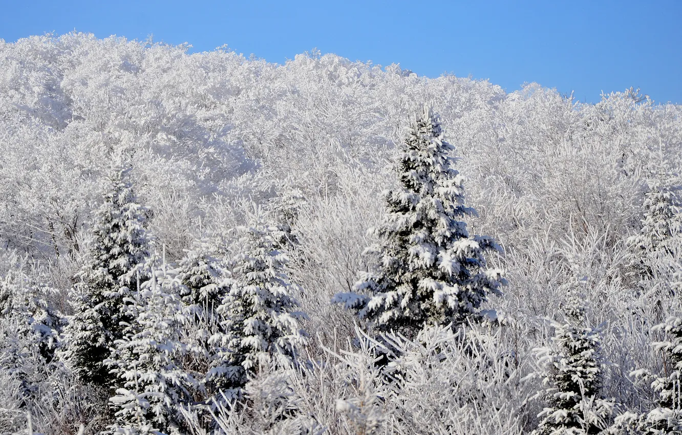 Фото обои зима, лес, небо, снег, ель, склон