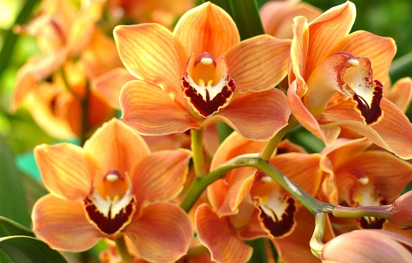 Фото обои макро, оранжевый, орхидея