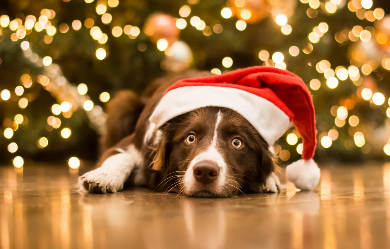 Фото обои взгляд, морда, собака, Рождество, Новый год, колпак