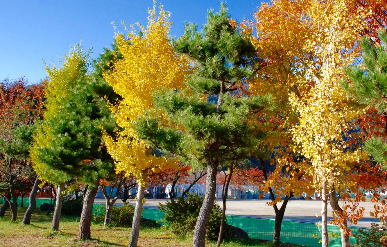 Фото обои осень, вода, деревья, город, дома, Япония, Токио