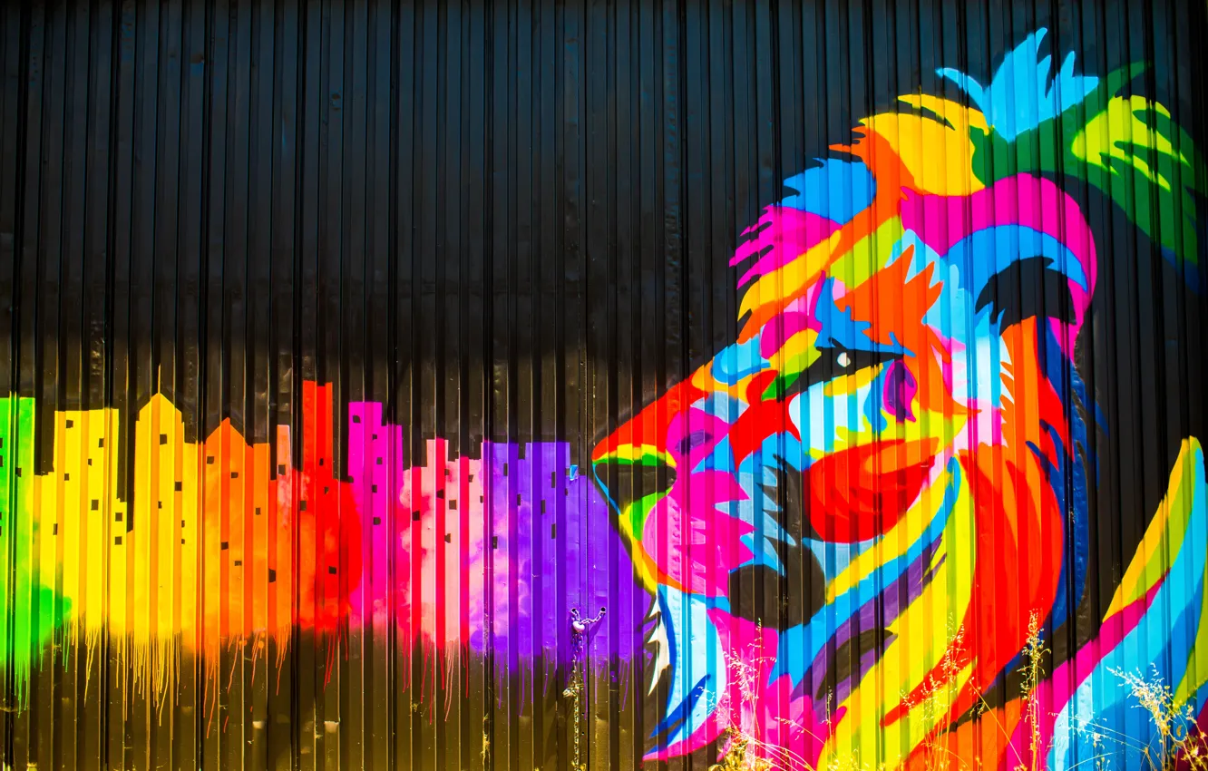 Фото обои цвета, краски, граффити, забор, лев