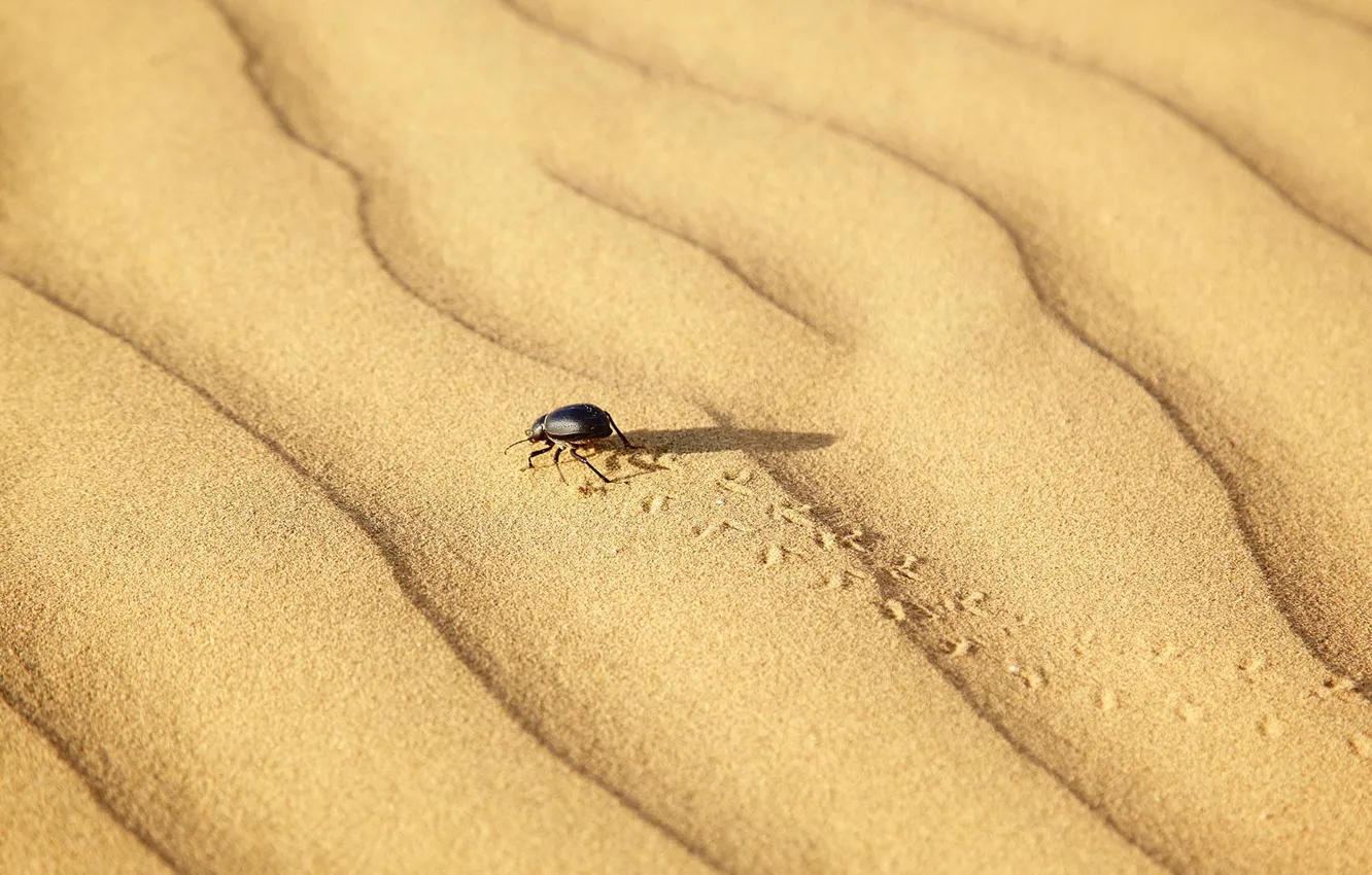 Фото обои пустыня, жук, Индия, скарабей, Раджастхан, Тар