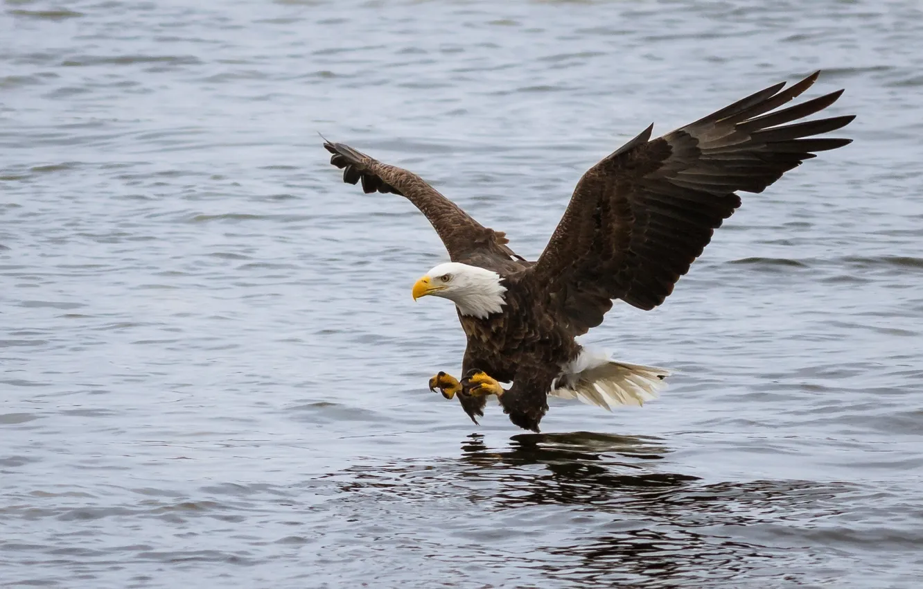 Фото обои полет, птица, атака, рыбалка, крылья, хищник, белоголовый орлан