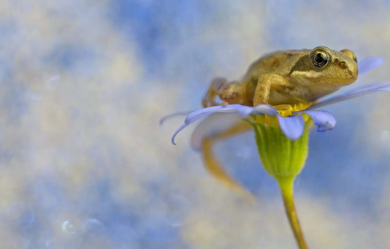 Фото обои цветок, фон, лягушка, background, flower frog