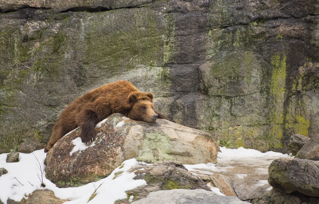 Фото обои снег, скалы, медведь, rock, bear, snow, лень, laziness