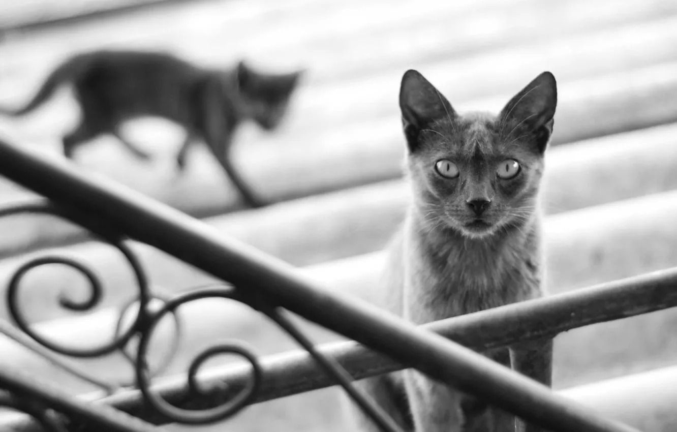 Фото обои кошка, кот, котенок, серый, тень, размытость, силуэт, перила