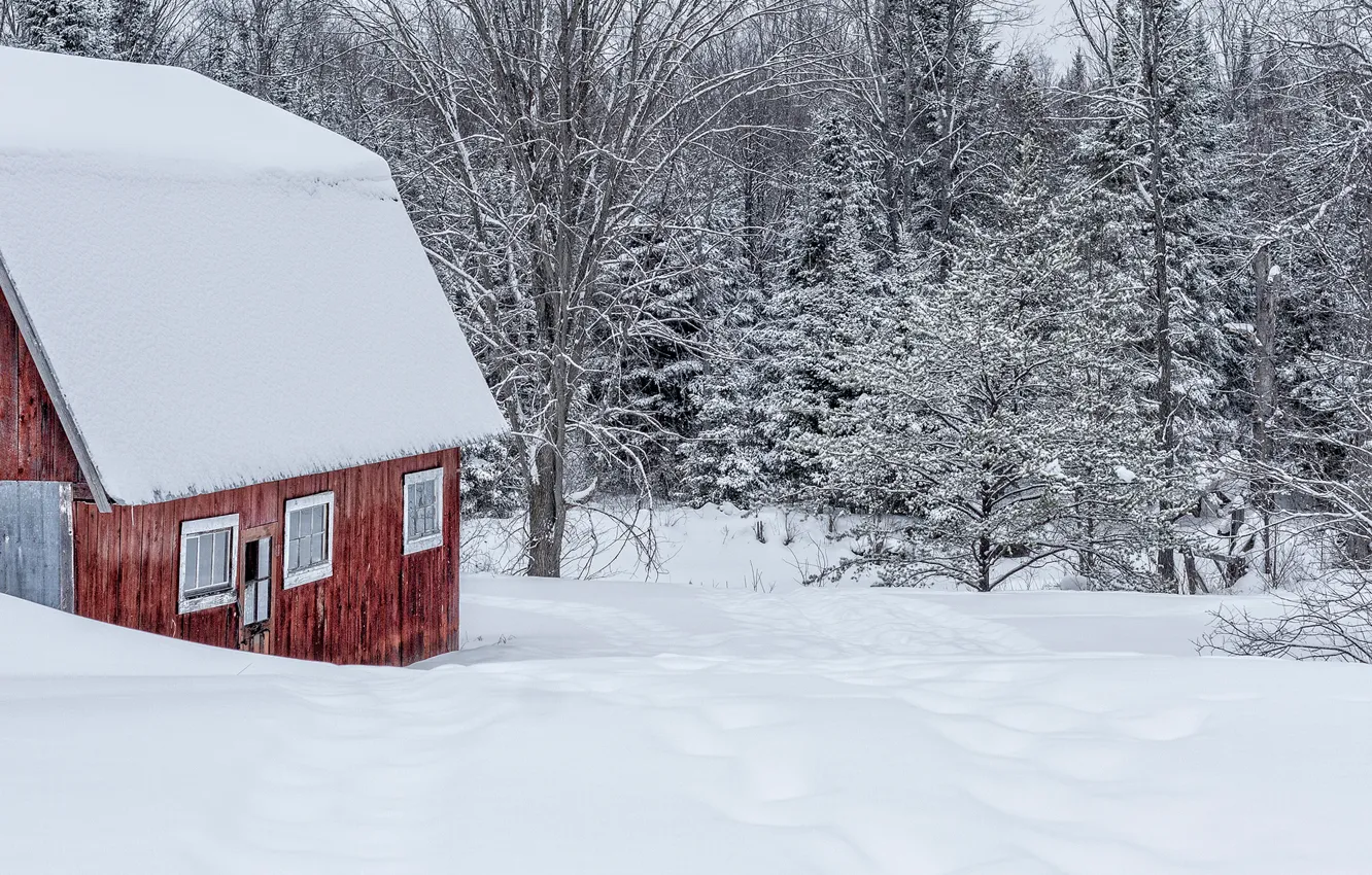 Фото обои зима, лес, снег, деревья, природа, дом, здание