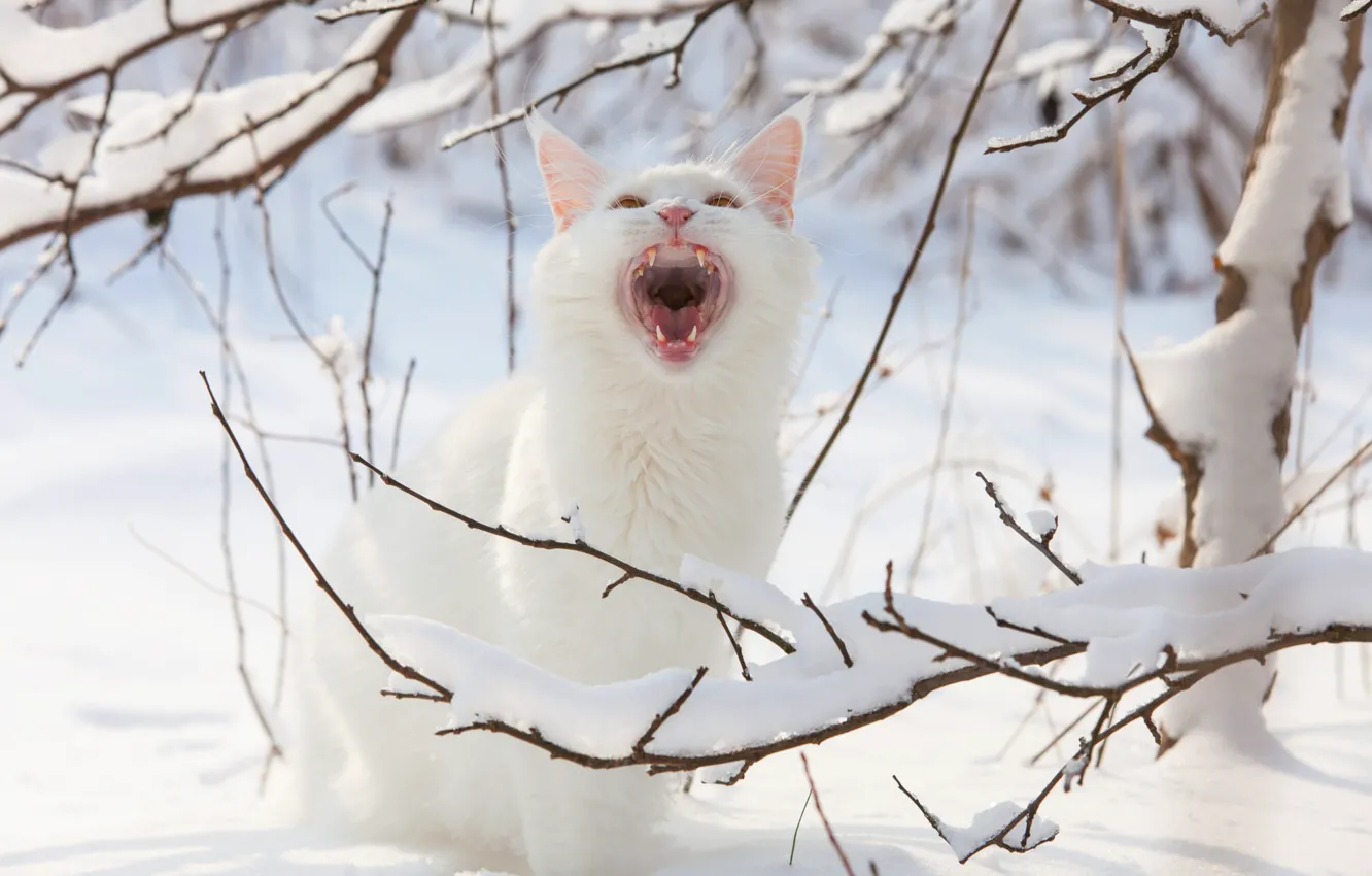 Фото обои зима, кошка, белый, кот, взгляд, свет, снег, ветки