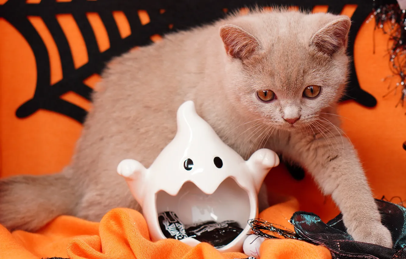 Фото обои осень, кошка, взгляд, поза, котенок, серый, праздник, паутина