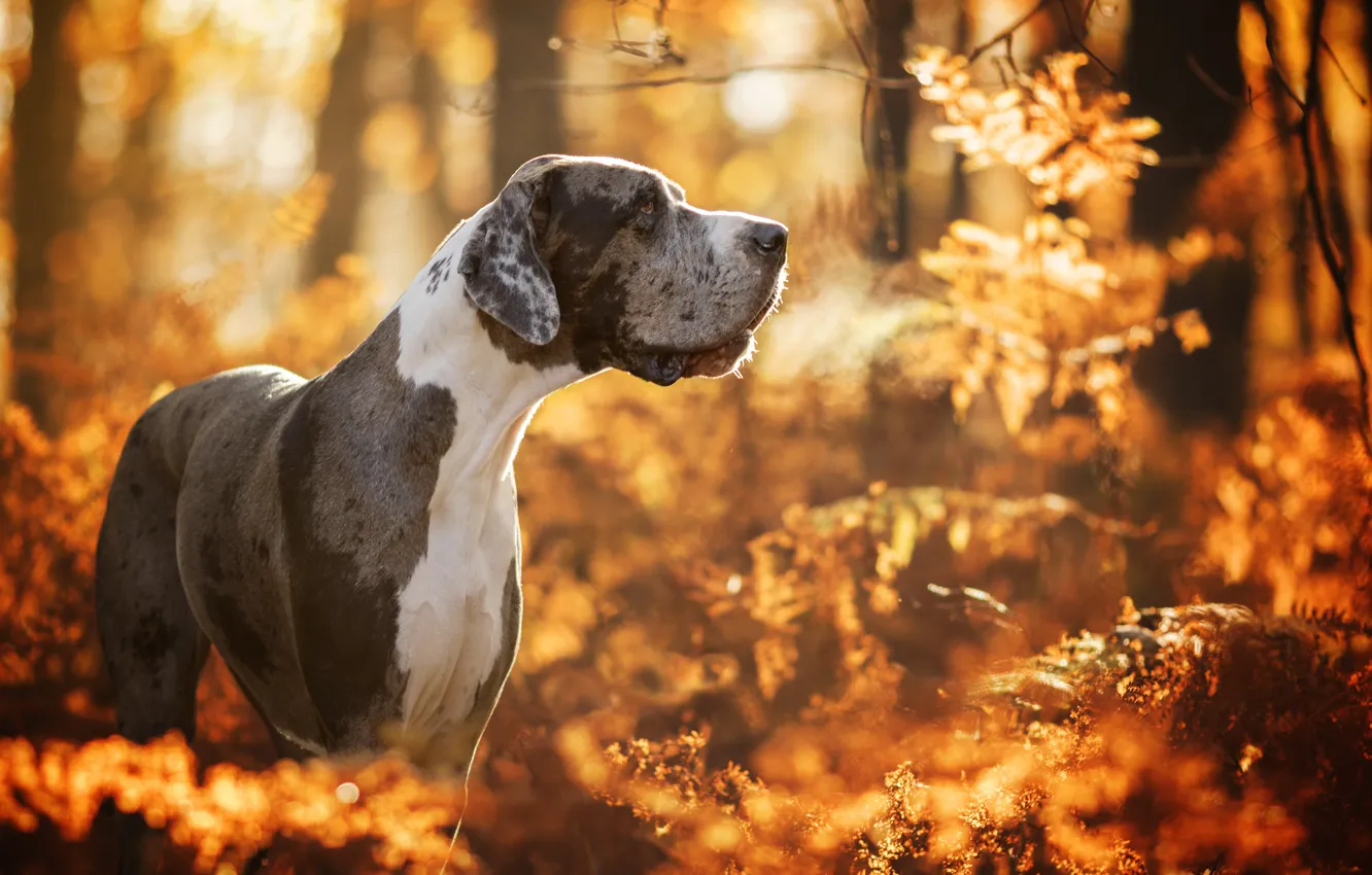 Фото обои осень, лес, собака, боке, Немецкий дог