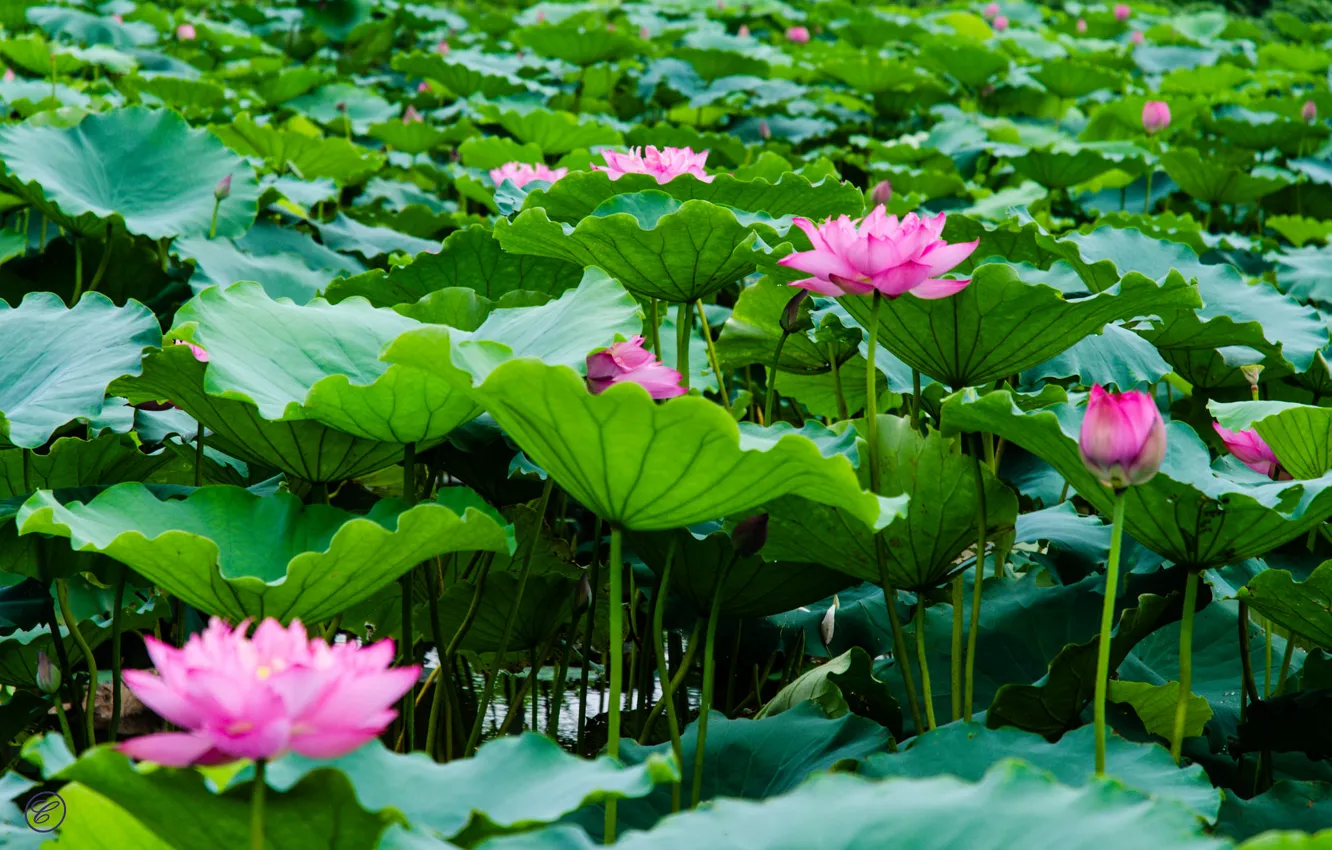 Фото обои листья, озеро, лотосы, цветение, lake, leaves, Lotus blossom