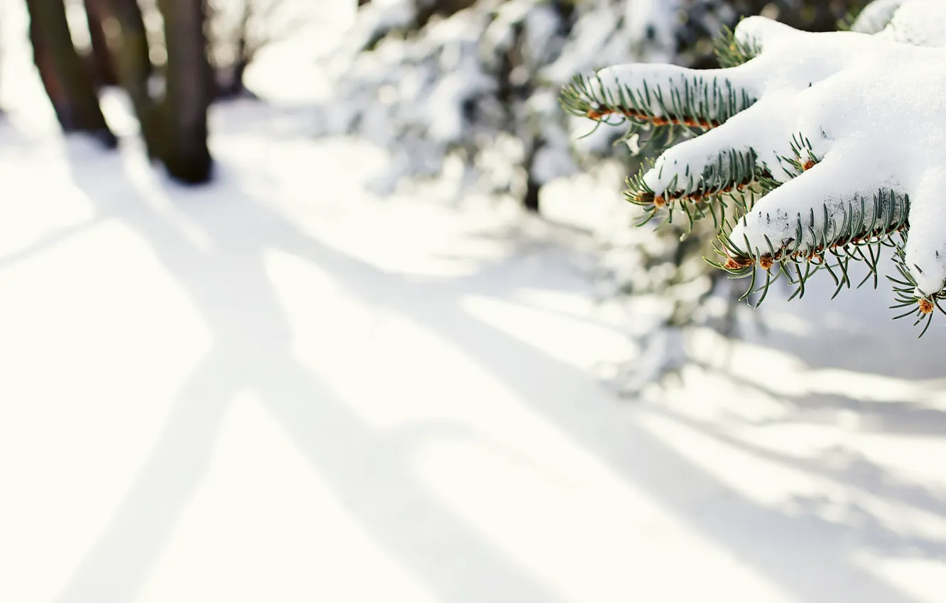 Фото обои зима, макро, снег, иголки, природа, ели, ёлка, ёлки