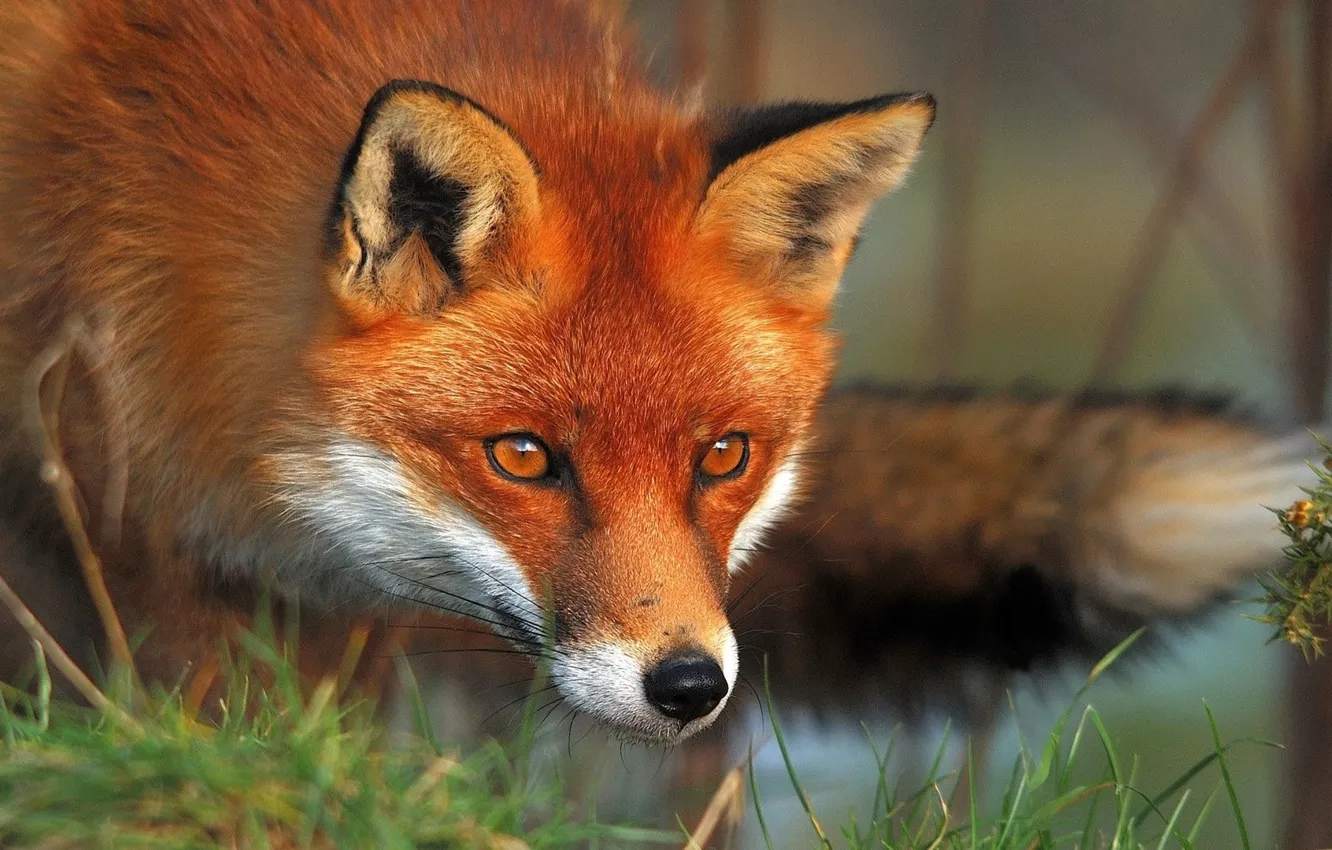 Фото обои Fox, Red, Forest, Hunting