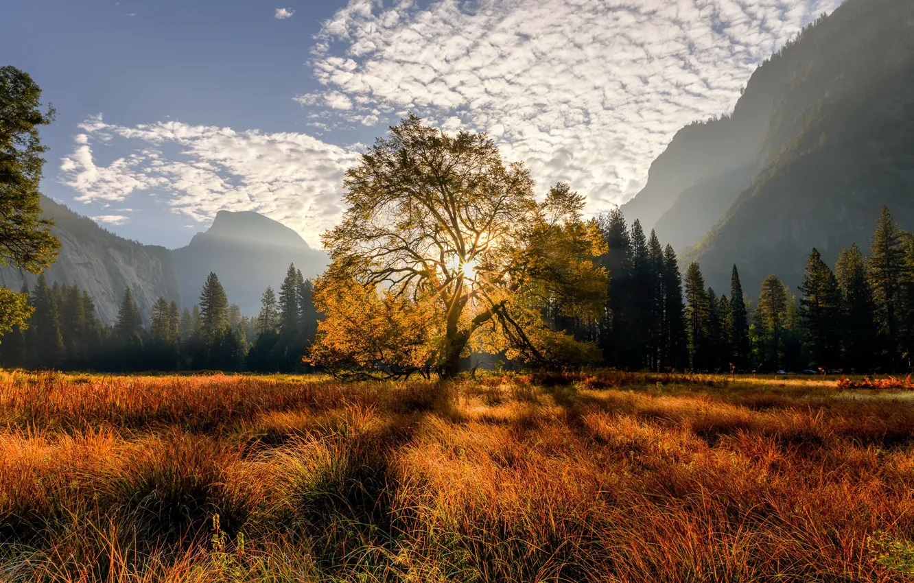 Фото обои trees, mountains, tree, meadow, Californiа