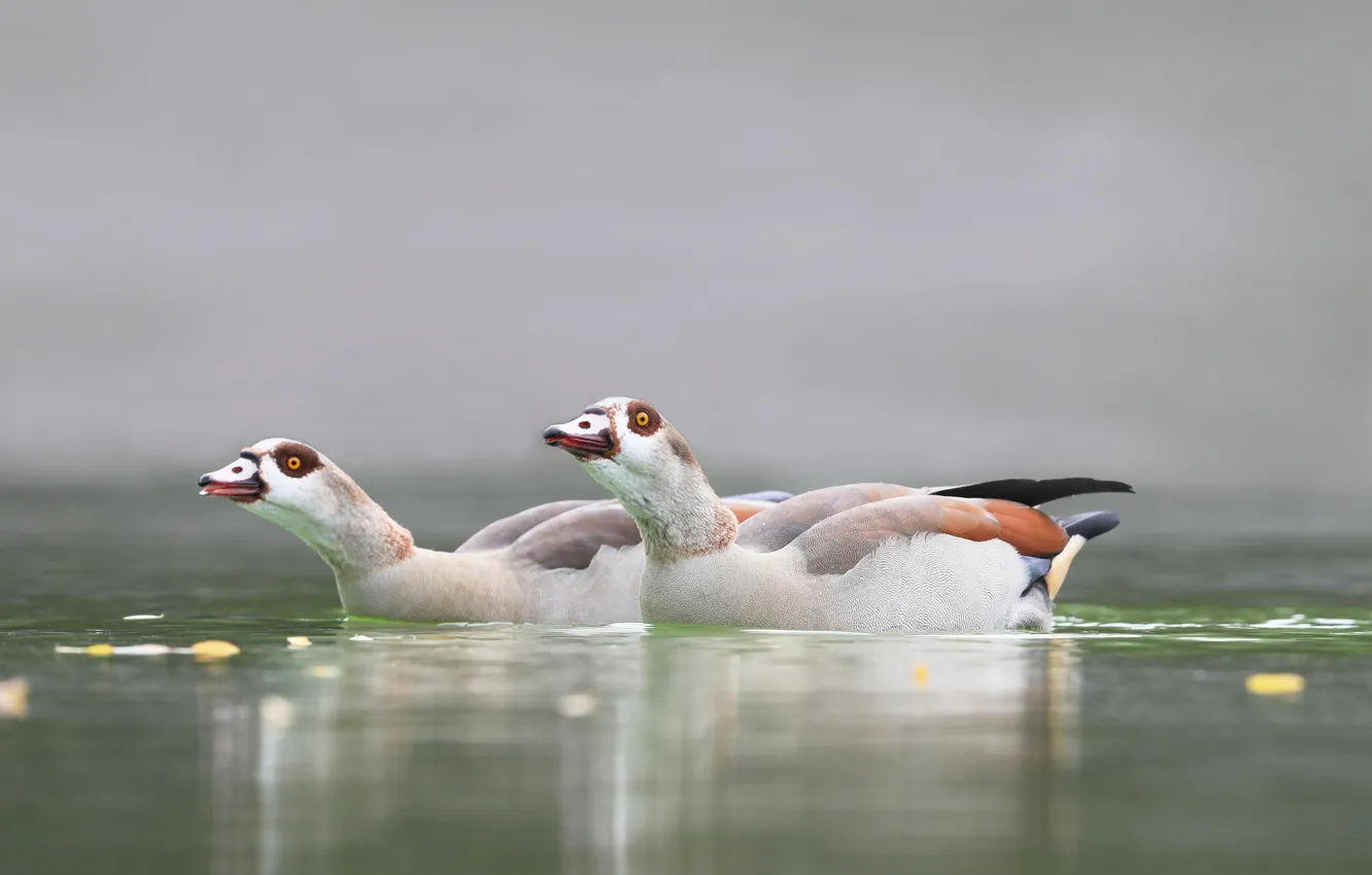 Фото обои птицы, природа, озеро, утки, пара