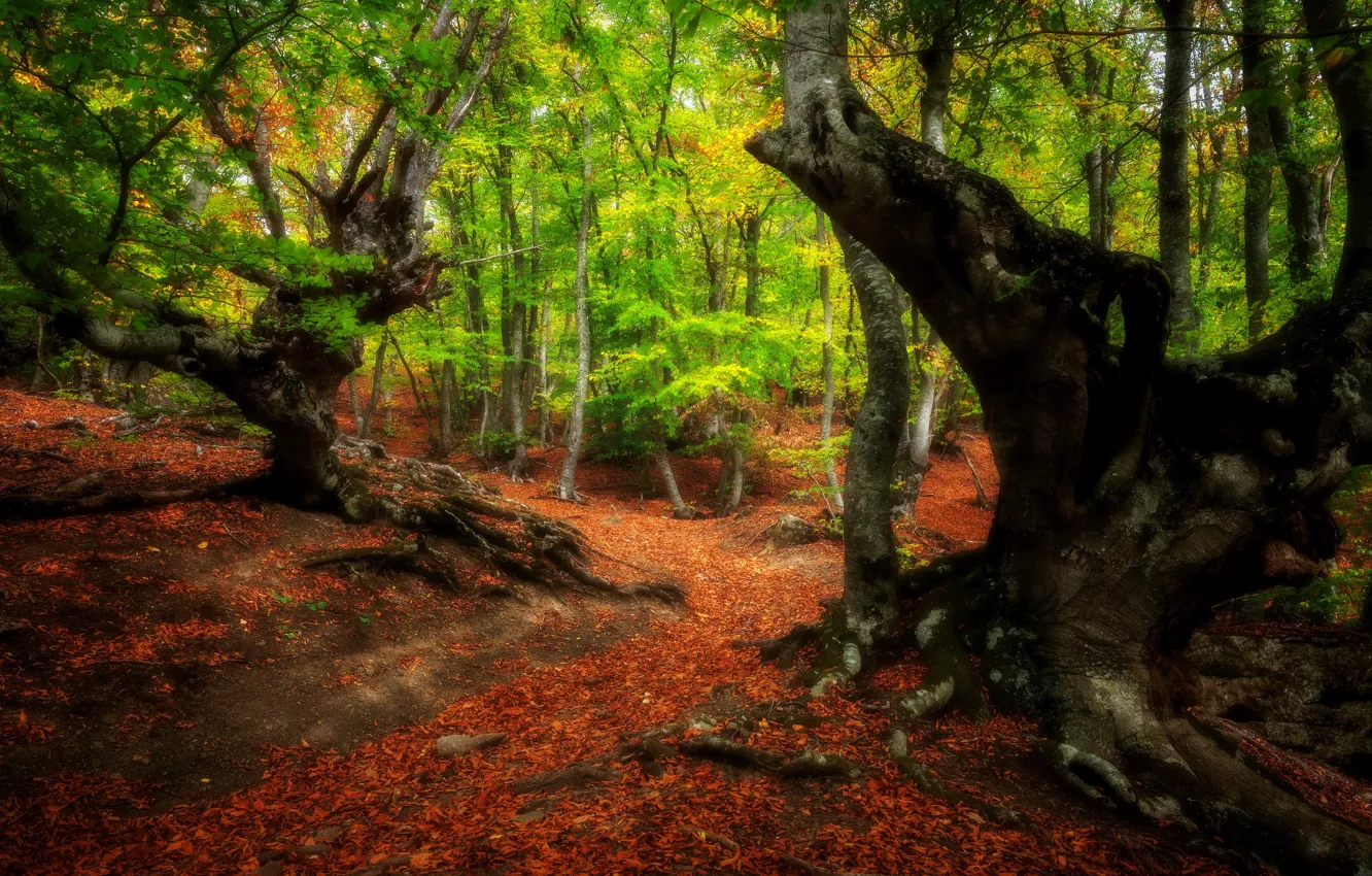 Фото обои лес, деревья, природа, тропинка, Александр Плеханов