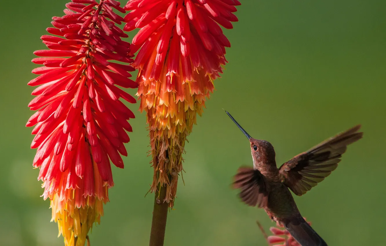 Фото обои цветы, колибри, красные, птичка