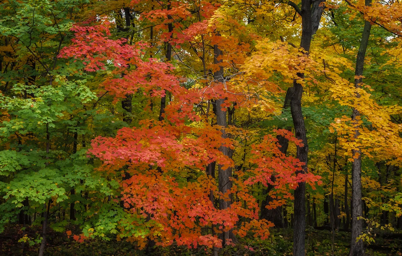 Фото обои осень, лес, листья, деревья