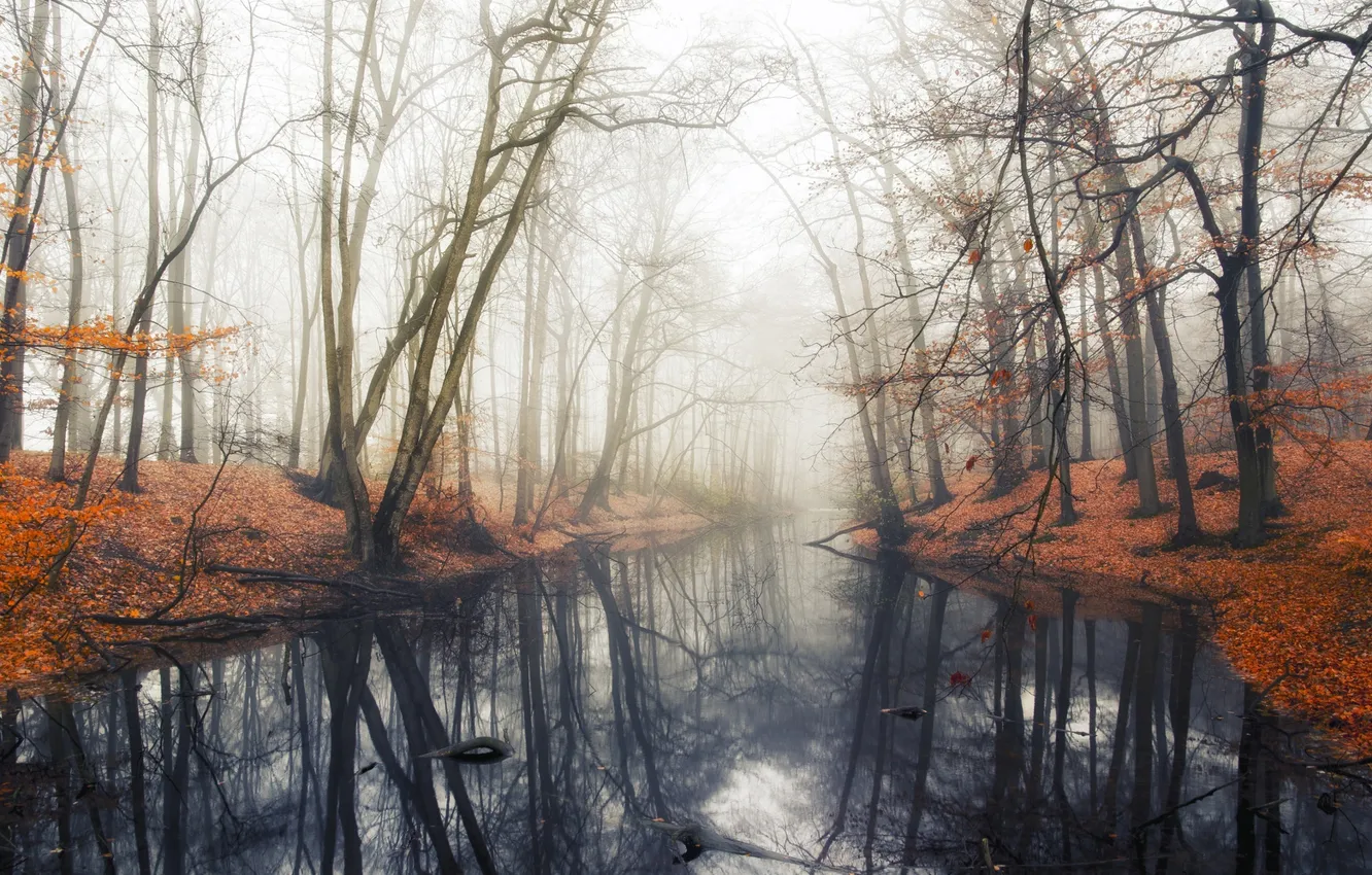 Фото обои осень, вода, деревья, туман, пруд, отражение, Лес