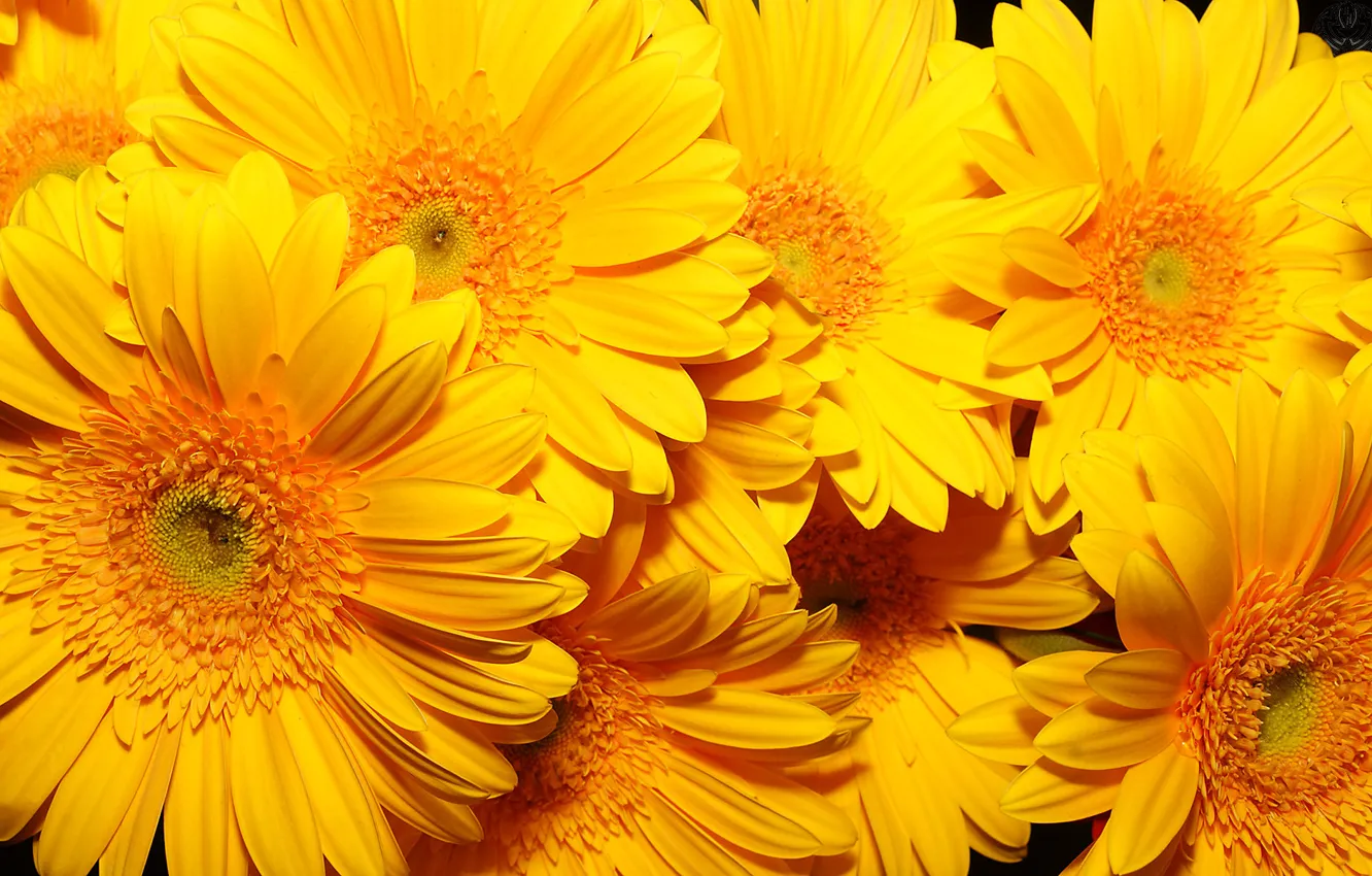 Фото обои цветы, фон, жёлтые, очень