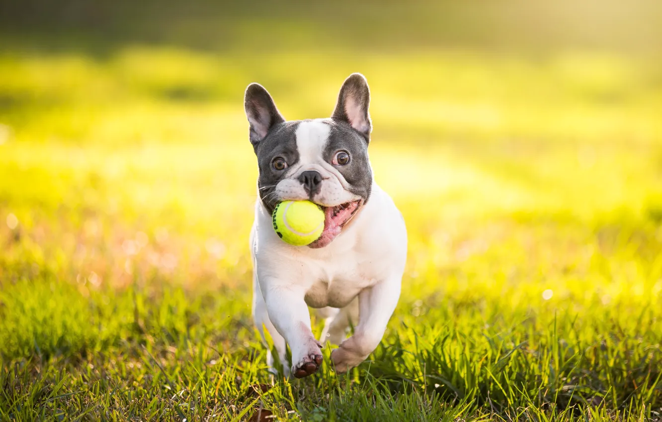 Фото обои собака, бульдог, мячик, французский бульдог