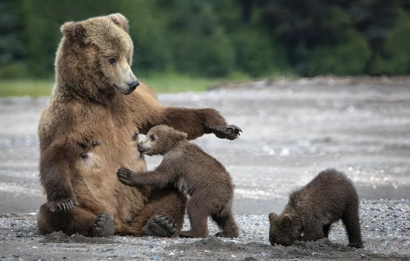 Фото обои песок, медведи, медвежата, мама, мишки, сиська, медведица
