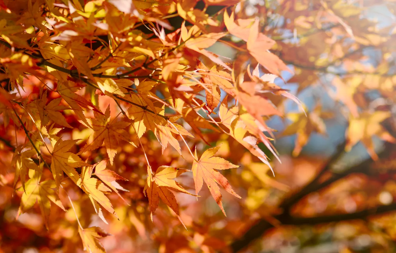 Фото обои осень, листья, colorful, клен, autumn, leaves, осенние, maple